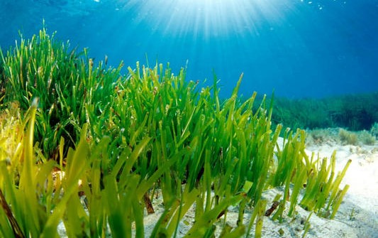 LA POSIDÓNIA LA PLANTA MAS LONGEVA DE LA BIOSFERA