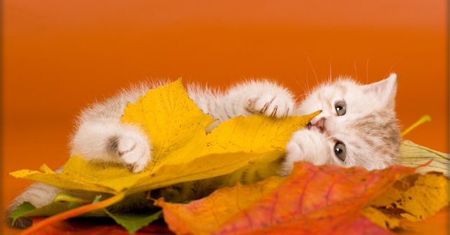 Bienvenido al Otoño.