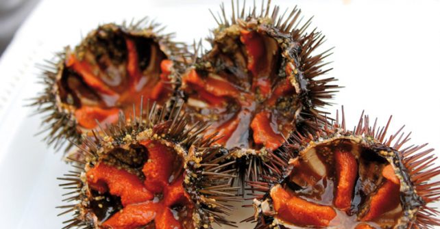 EL ERIZO DE MAR UN BOCADO TAN EXQUISITO COMO EL CAVIAR