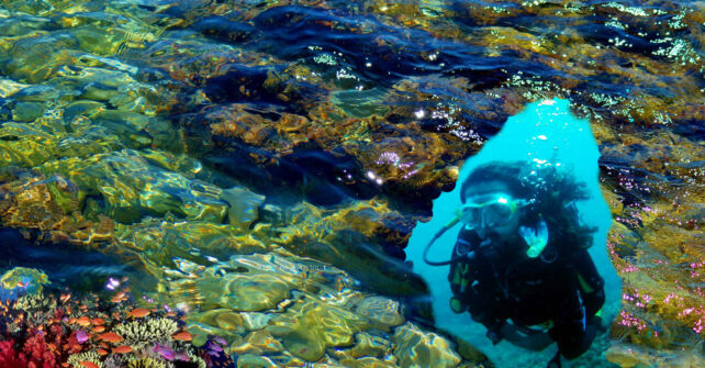 Descubre las profundidades del Mar Mediterráneo.