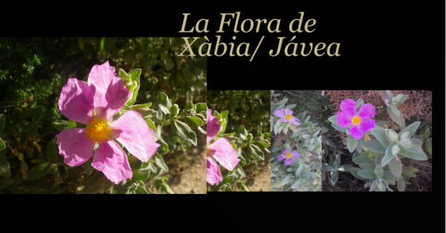 Esta primavera descubre Xàbia/ Jávea.