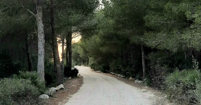 Día Internacional de los bosques