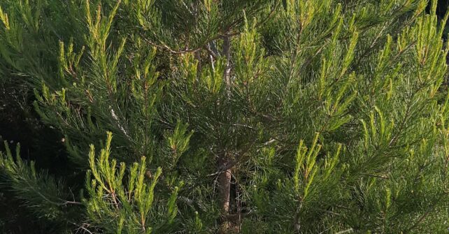 Día Internacional de los Bosques 2023
